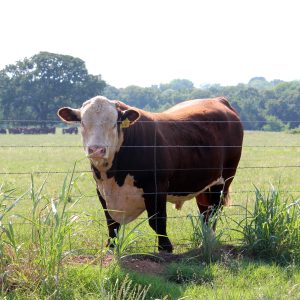 Cattle