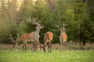 Wildlife & Game