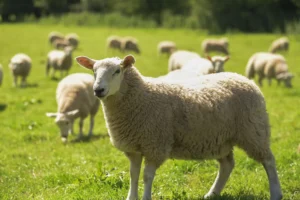 Sheep