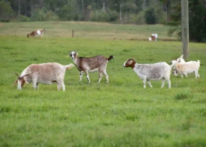 Goats