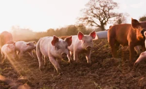 Hogs