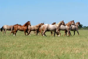 Horses