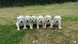 Dogs & Pets