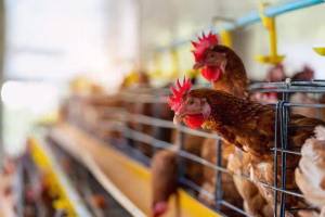 Poultry